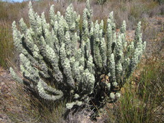 Aspalathus shawii shawii