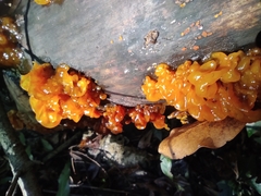 Tremella mesenterica