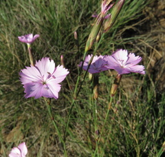 Dianthus basuticus