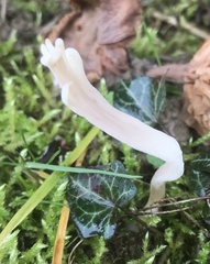 Clavulina rugosa