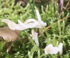 Clavulina rugosa
