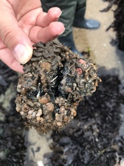 Pyura chilensis
