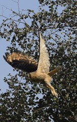 Bubo bengalensis