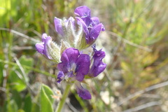 Psoralea