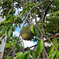 Annona