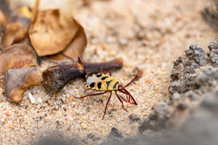 Probergrothius angolensis