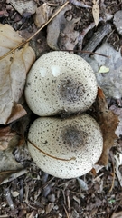 Agaricus moelleri