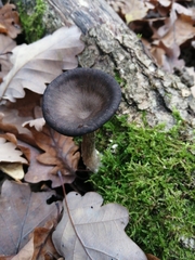 Pseudoclitocybe