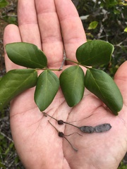Arthroclianthus sanguineus