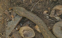 Tropidophis curtus