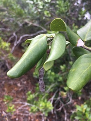 Arthroclianthus sanguineus