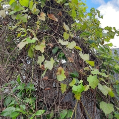 Vitis monticola