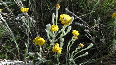 Helichrysum glomeratum