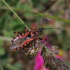 Rhynocoris rubricus
