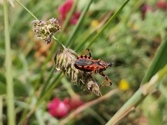 Rhynocoris rubricus