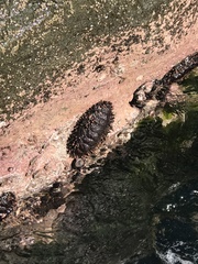 Acanthopleura echinata