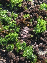 Acanthopleura echinata