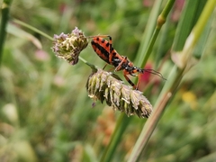Rhynocoris rubricus