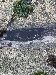 Acanthopleura echinata