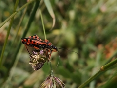 Rhynocoris rubricus