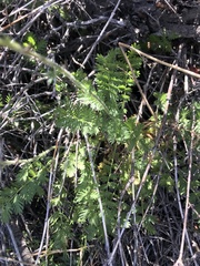 Acaena pinnatifida