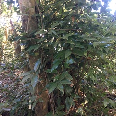 Neolitsea sericea