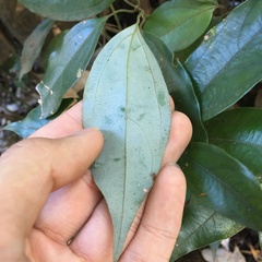 Neolitsea sericea