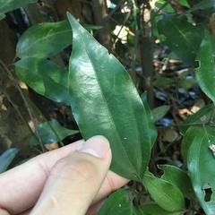 Neolitsea sericea