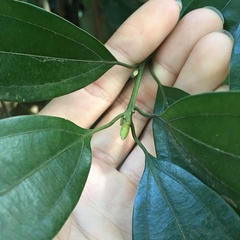Neolitsea sericea