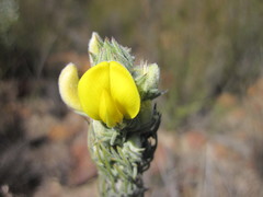 Aspalathus shawii shawii