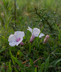 Ipomoea platensis