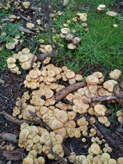Pholiota terrestris