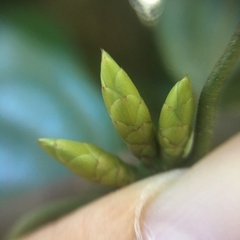 Neolitsea sericea