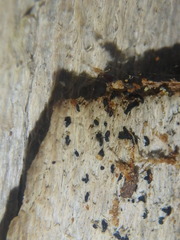 Alyxoria varia