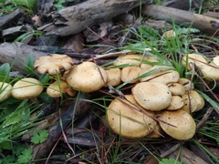 Pholiota terrestris