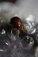 Odonteus