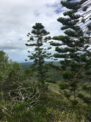 Araucaria columnaris