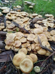 Pholiota terrestris