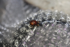 Odonteus