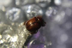 Odonteus