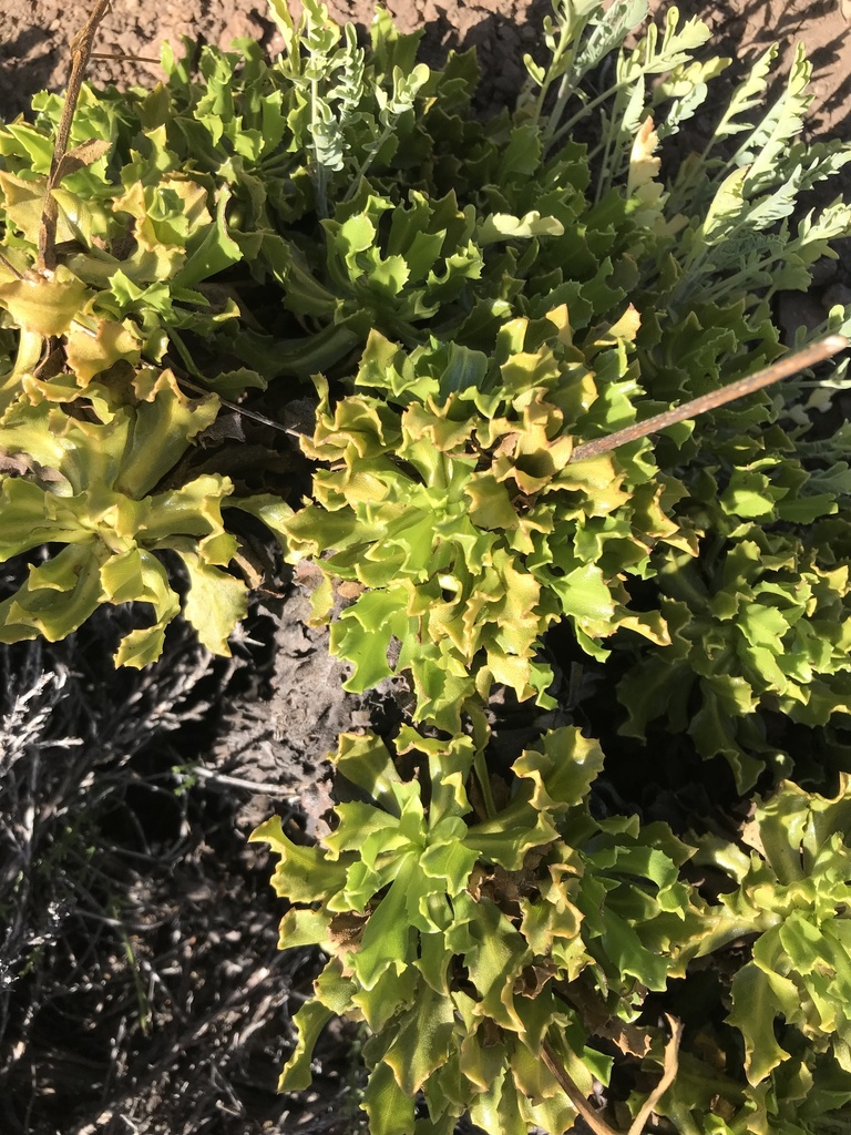 Haplopappus taeda