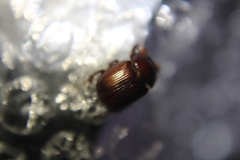 Odonteus