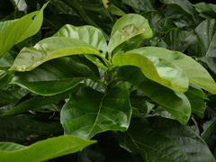 Persea americana