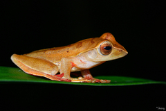 Leptomantis rufipes