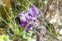 Psoralea