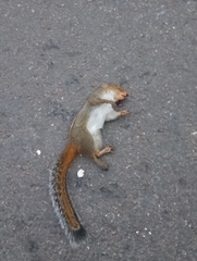 Funambulus tristriatus