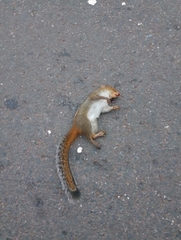 Funambulus tristriatus