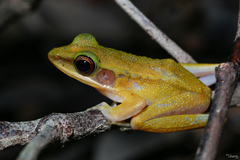 Chalcorana raniceps