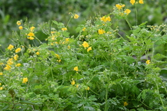 Chelidonium asiaticum