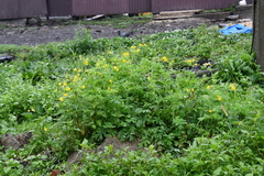 Chelidonium asiaticum